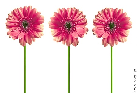 Pink Flowers