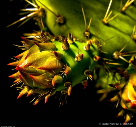 THORNY TIPS 