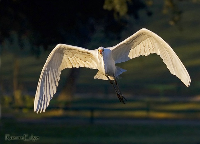 In Flight