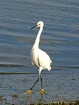 Walking Proudly