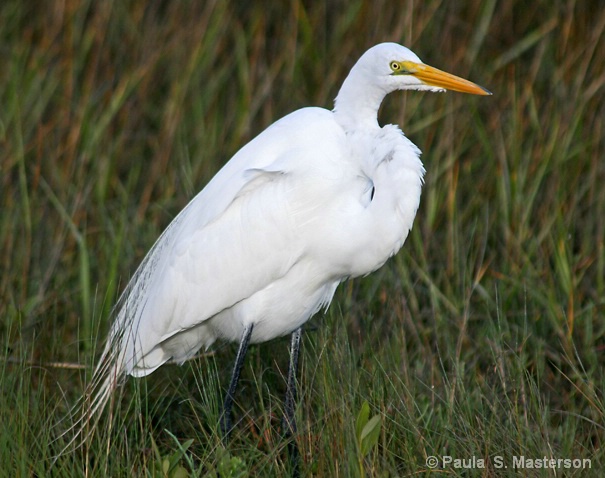 Great White Egret