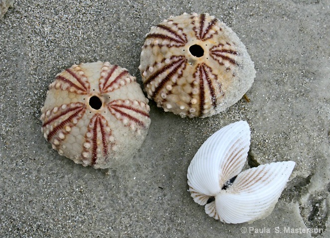 Shell Still Life