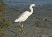 Snowy Egret #1