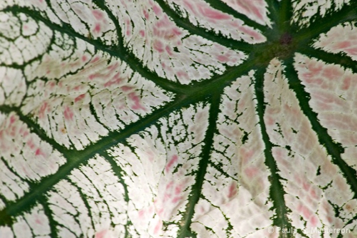 White Caladium Leaf Detail