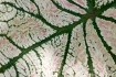 White Caladium Le...