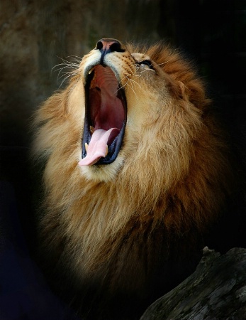 A King's Yawn