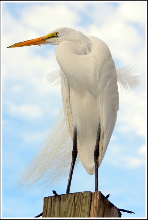 Egret Posing...