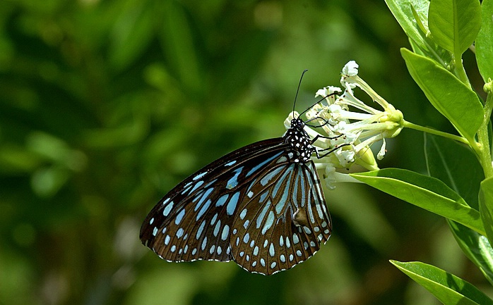 Butterfly - ID: 5536565 © VISHVAJIT JUIKAR