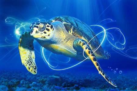 Magic Sea Turtle