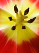 Tulip Macro