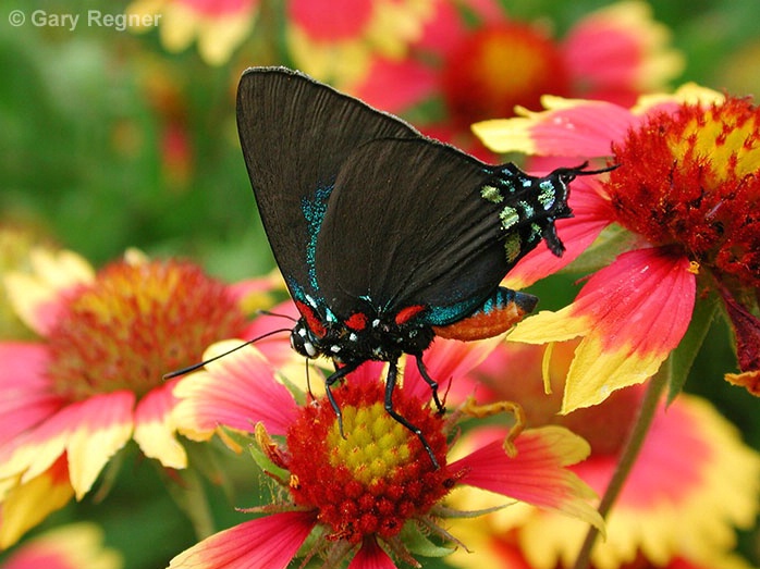 Great Purple Hairstreak