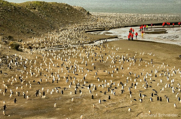 March Of The Penguins