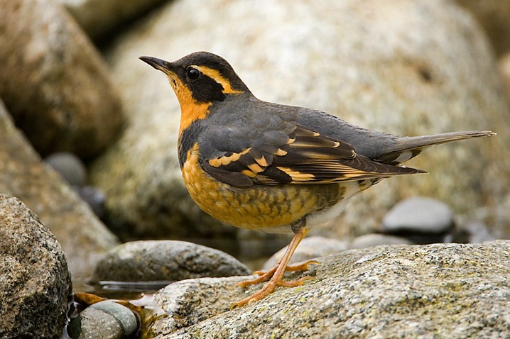 Varied Thrush - ID: 5543240 © John Tubbs
