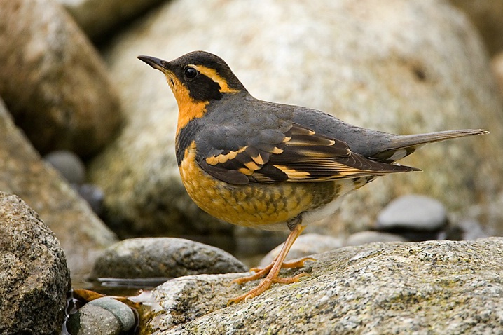 Varied Thrush - ID: 5543240 © John Tubbs