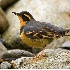 2Varied Thrush - ID: 5543240 © John Tubbs