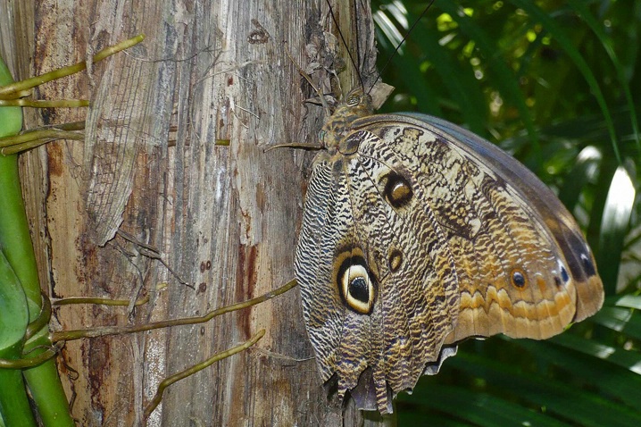 Camoufly Butterflauge