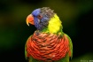 Parrot Profile!