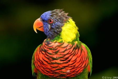 Parrot Profile!