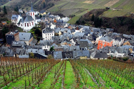 Vineyards in Winter