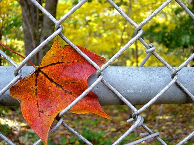 Fence and a fall leaf