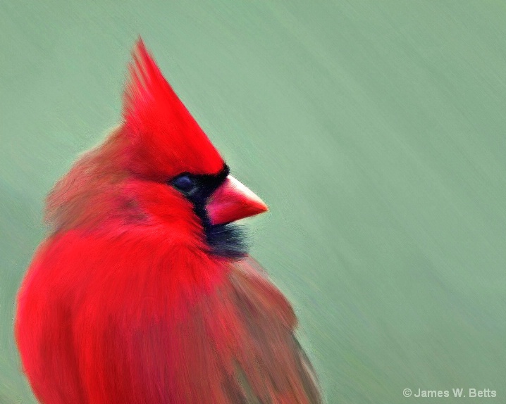Painted Cardinal II - ID: 5545290 © James W. Betts