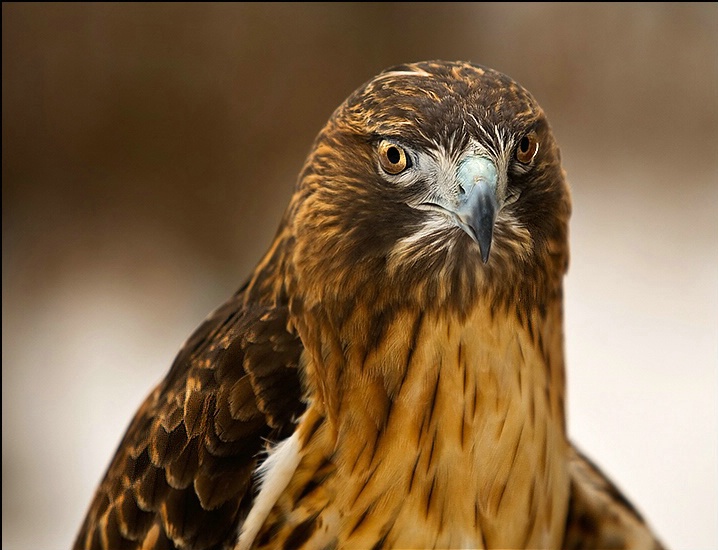 Red-Tailed Hawk