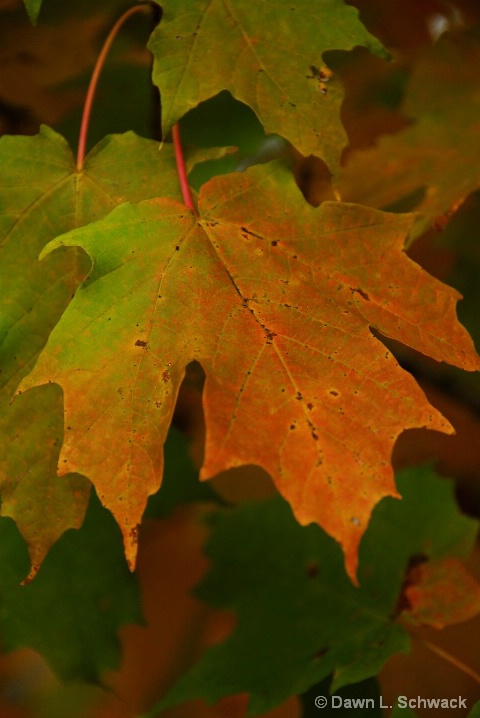 Multicolored Leaf - ID: 5547165 © Dawn Schwack