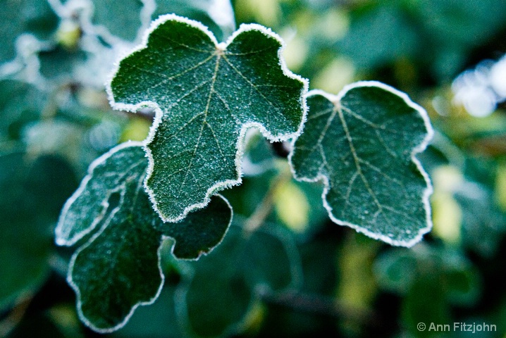Frosted Ivy Leaves