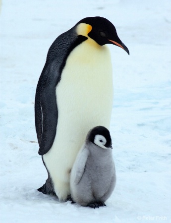 Emperor Penguin and Chick