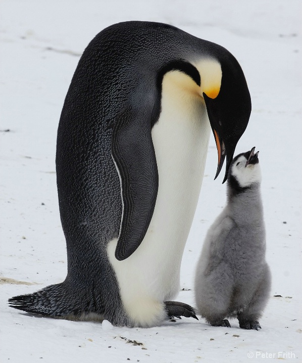 Emperor Penguin Family