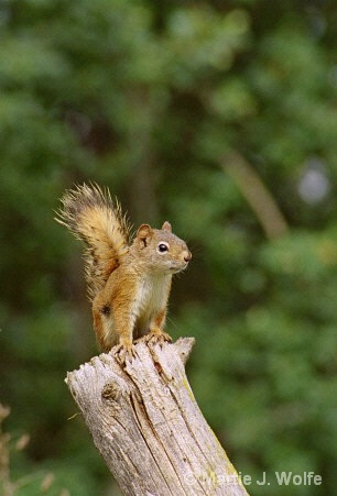 Red Squirrel in summer