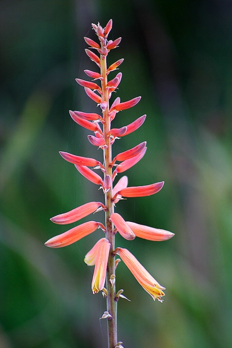 Aloe Bloom