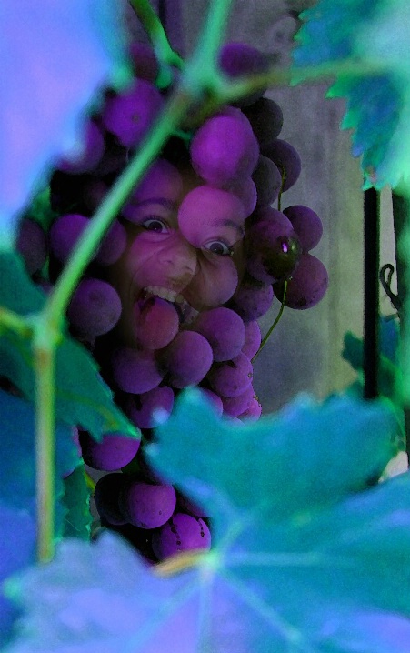 I Heard it Through the GrapeVine!