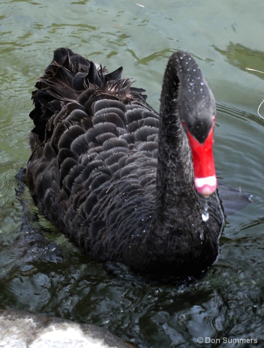 Black Swan, Palm Desert, CA 2008 - ID: 5549882 © Donald J. Comfort