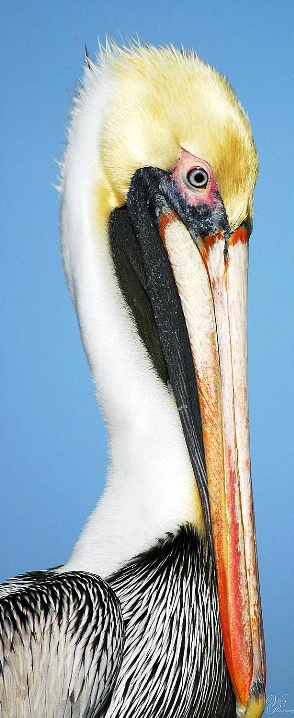 Posed Pelican