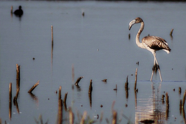 Amateur Flamingo