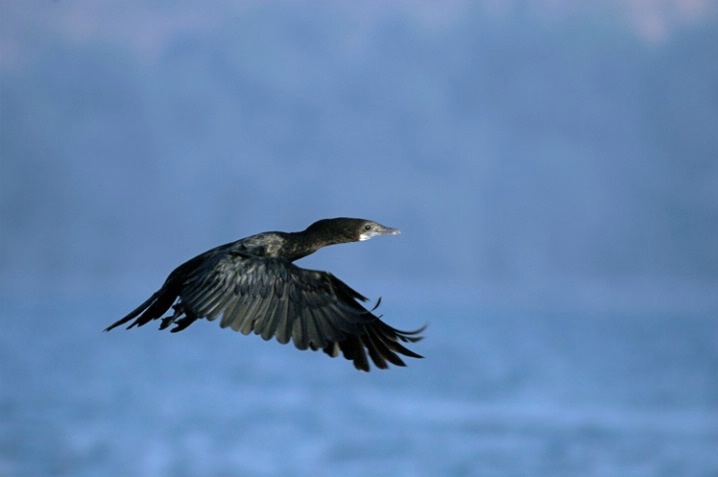 Cormorand