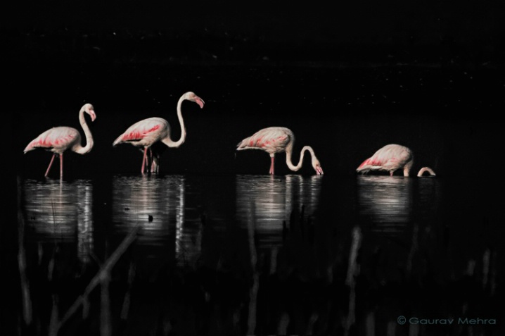 Flamingos