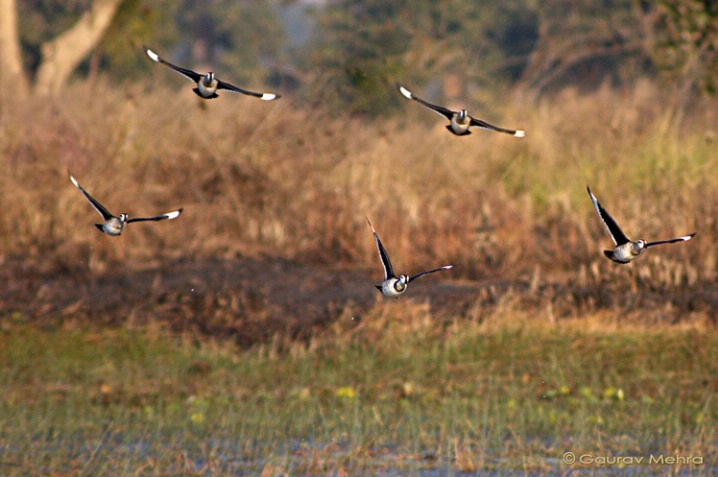 The flying five