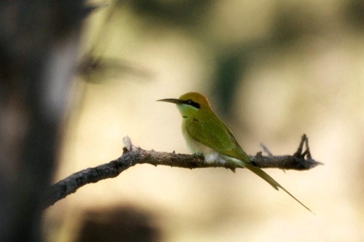 Green Bee Eater