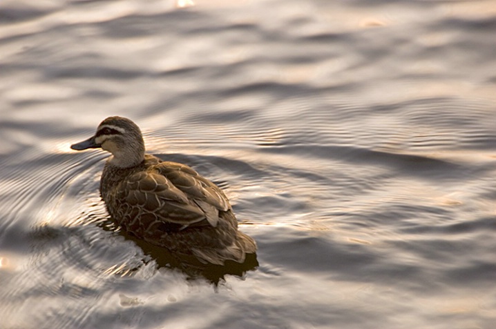 Ubiquitous Ducks - ID: 5557602 © Mike Keppell