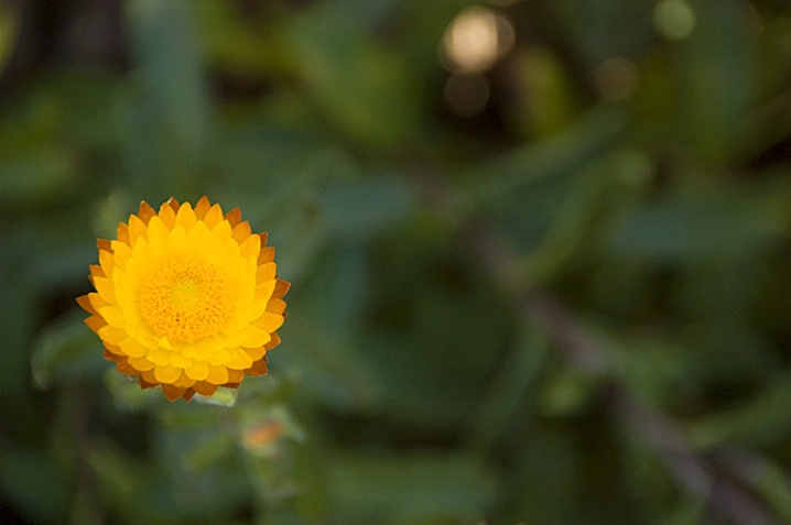 Wildflower - ID: 5557606 © Mike Keppell