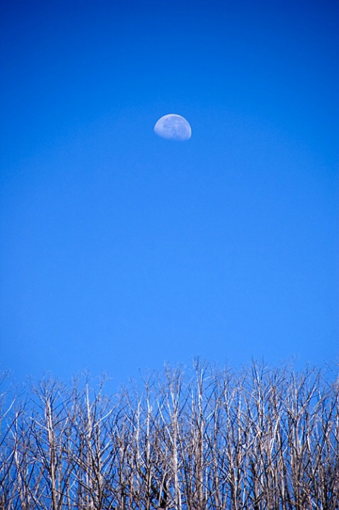 Moonstruck - ID: 5557608 © Mike Keppell