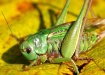 Green Grasshopper...