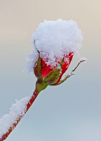 Snowy Rosebud