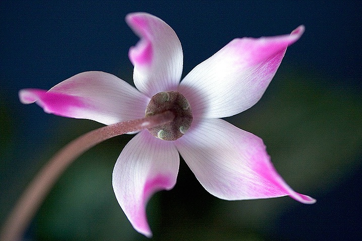 Rare Rear Beauty in Cyclamen