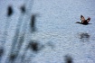Cormorant in Flig...