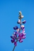 Winter Bloom