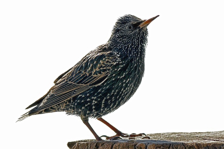 Starling - ID: 5562610 © Laurie Daily