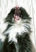 the cat that roar...